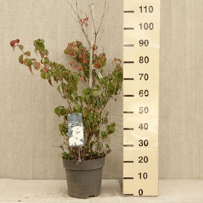 Cornus Blooming Pink Tetra - Flowering Dogwood 7.5L/10L pot sample as delivered in autumn