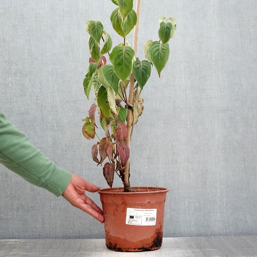 Cornus kousa Blue Shadow - Flowering Dogwood 4L/5L potShipped height around 40/60cm sample as delivered in summer