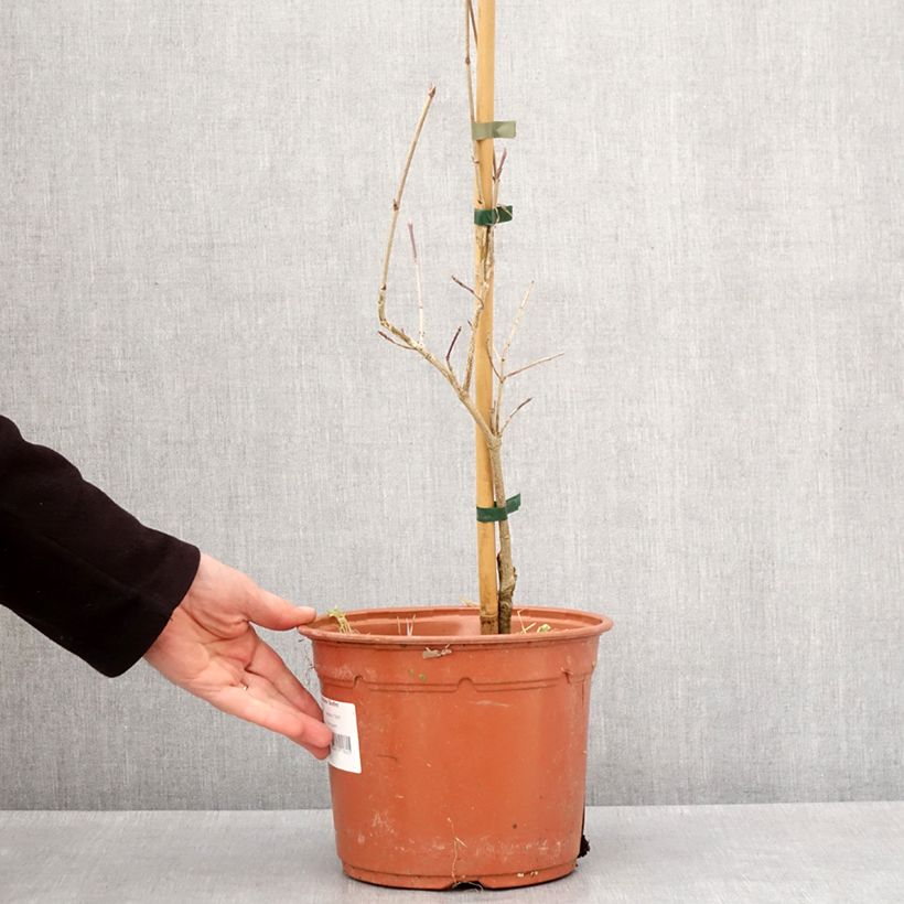 Cornus kousa Bonfire - Flowering Dogwood 4L/5L potShipped height around 80/100cm sample as delivered in winter