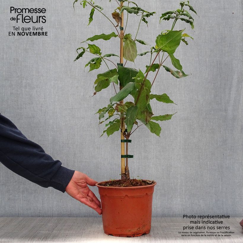 Cornus kousa Cappuccino - Flowering Dogwood 6L/7L pot sample as delivered in autumn