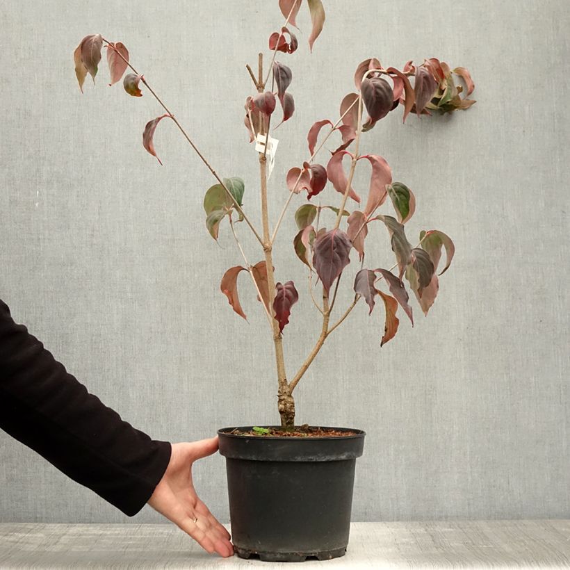 Cornus kousa China Girl - Flowering Dogwood 4L/5L pot sample as delivered in autumn