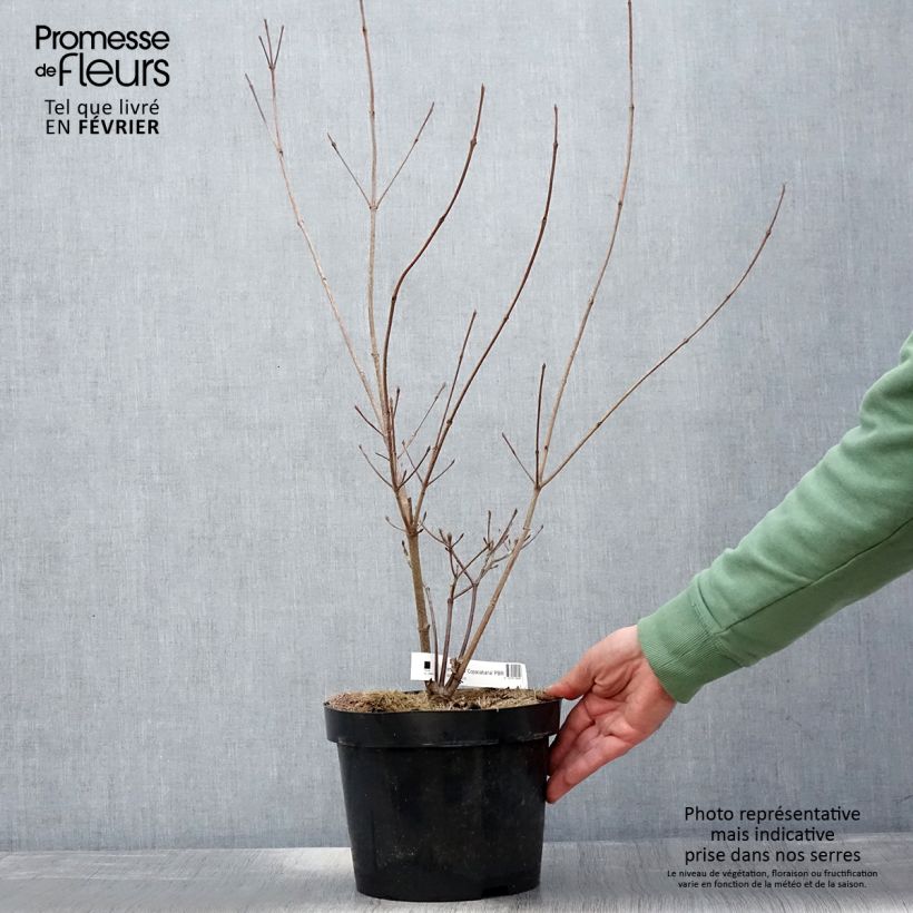 Cornus kousa Copacabana - Flowering Dogwood 4L/5L pot sample as delivered in winter