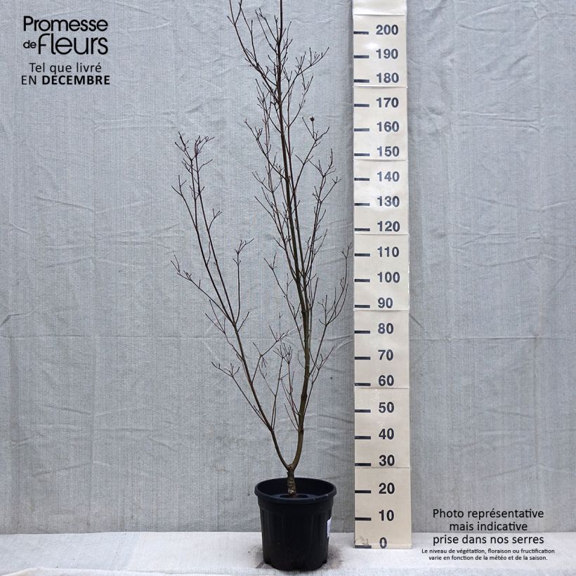 Cornus kousa Couronne - Flowering Dogwood 7.5L/10L pot sample as delivered in winter