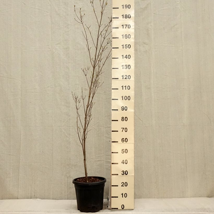 Cornus kousa Couronne - Flowering Dogwood 7.5L/10L potShipped height around 120/140cm sample as delivered in spring