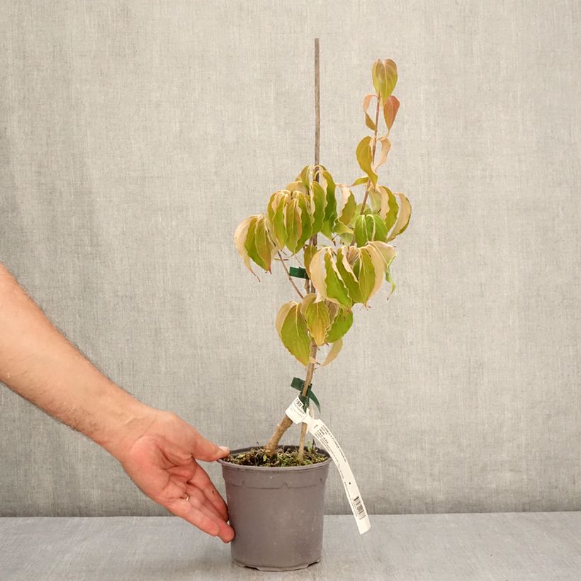 Cornus kousa Flower Tower - Flowering Dogwood 1L/1.5L pot sample as delivered in summer