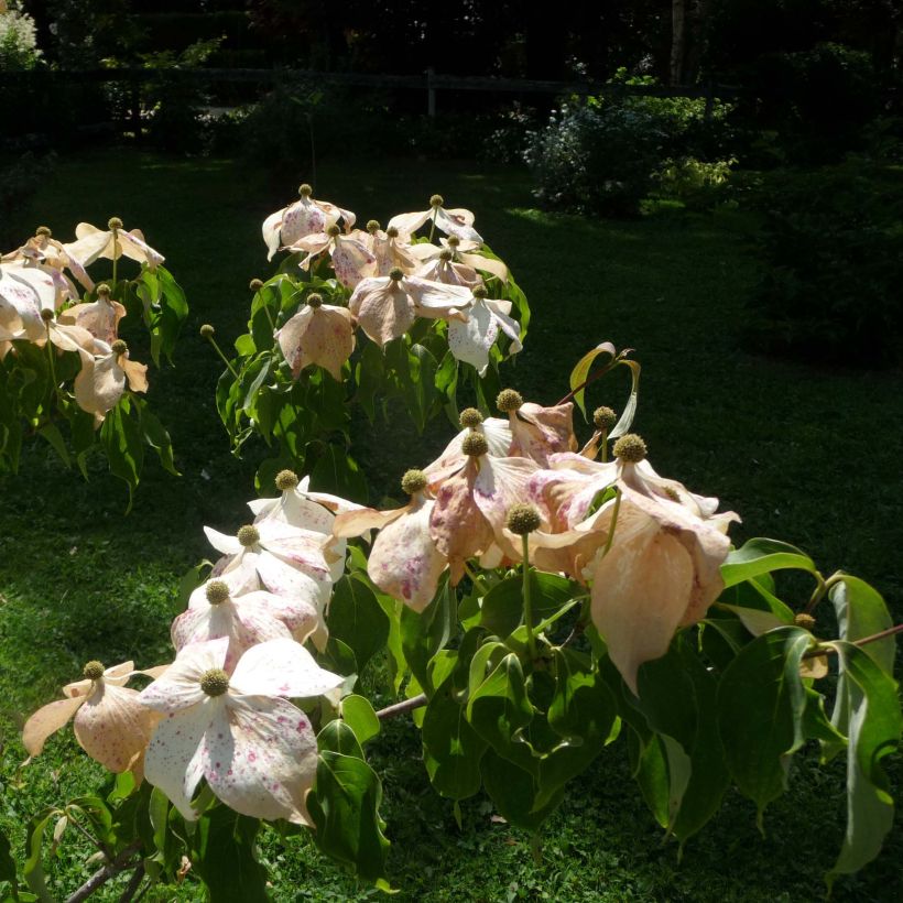 Cornus kousa Galilean - Flowering Dogwood (Flowering)