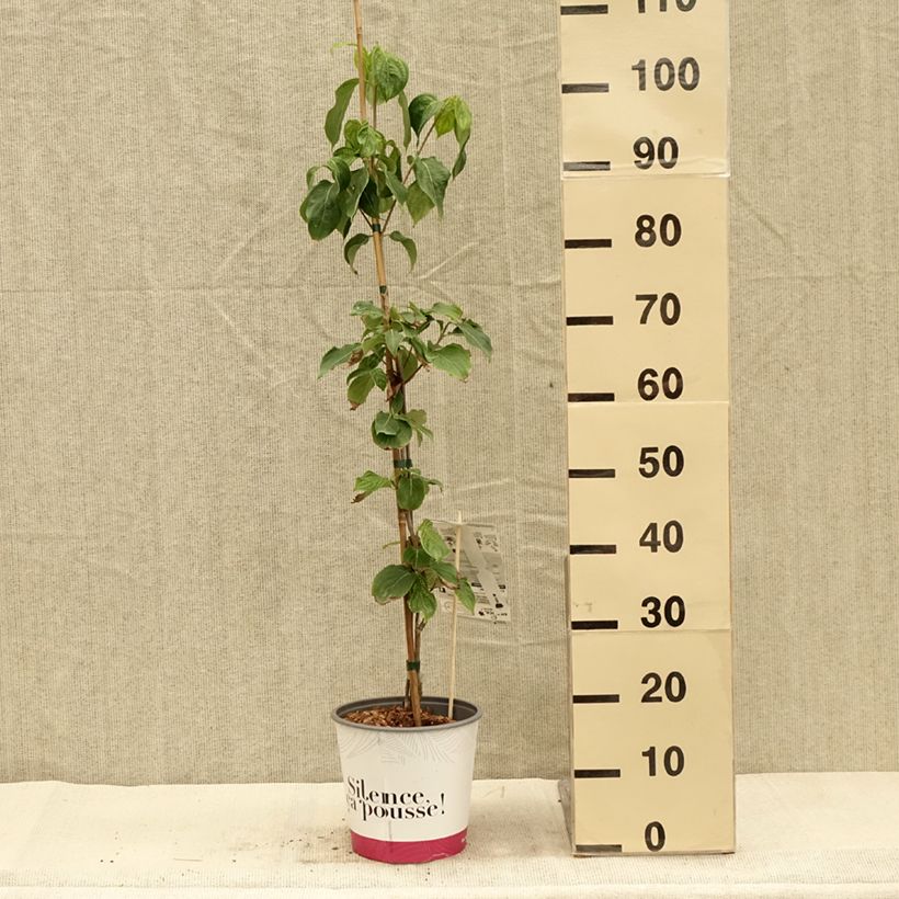 Cornus kousa var. chinensis Mandarin Jewel® - Kousa Dogwood 4L/5L pot sample as delivered in autumn