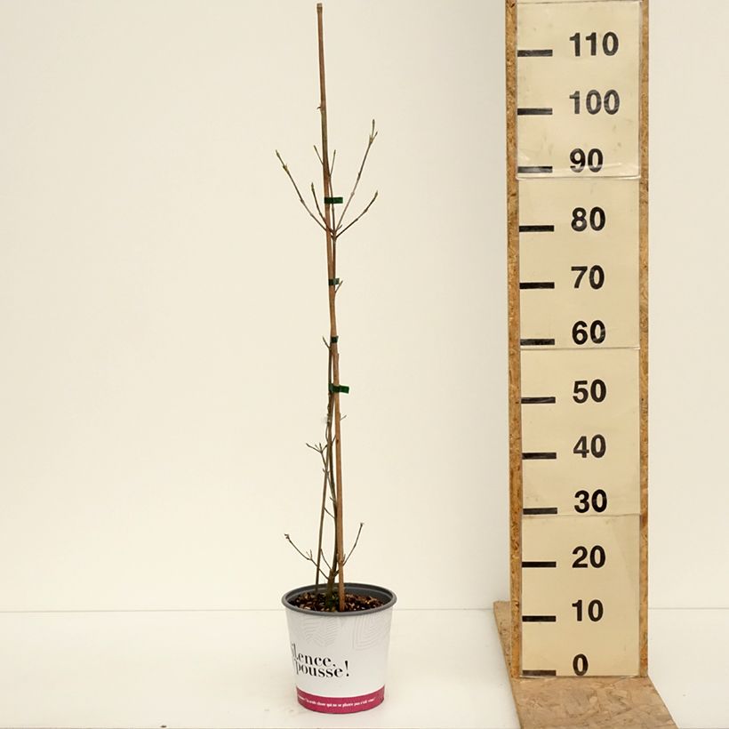 Cornus kousa var. chinensis Mandarin Jewel® - Kousa Dogwood 4L/5L potShipped height around 60/80cm sample as delivered in spring