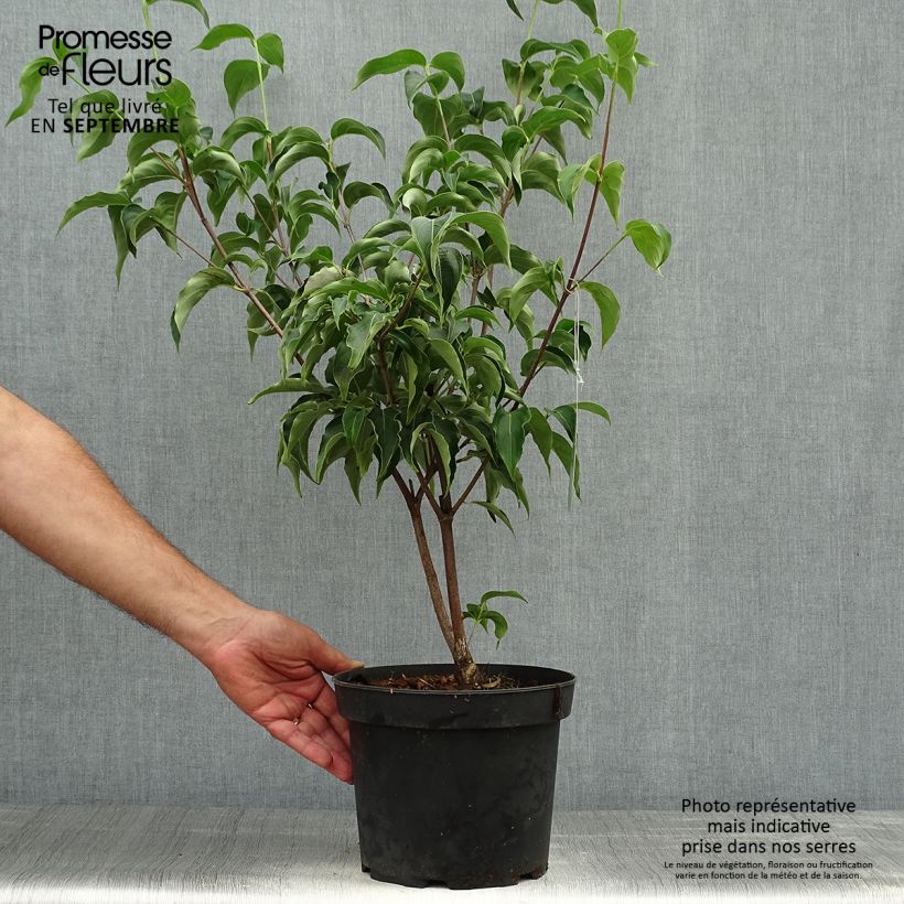 Cornus kousa Milky Way - Flowering Dogwood 4L/5L pot sample as delivered in autumn