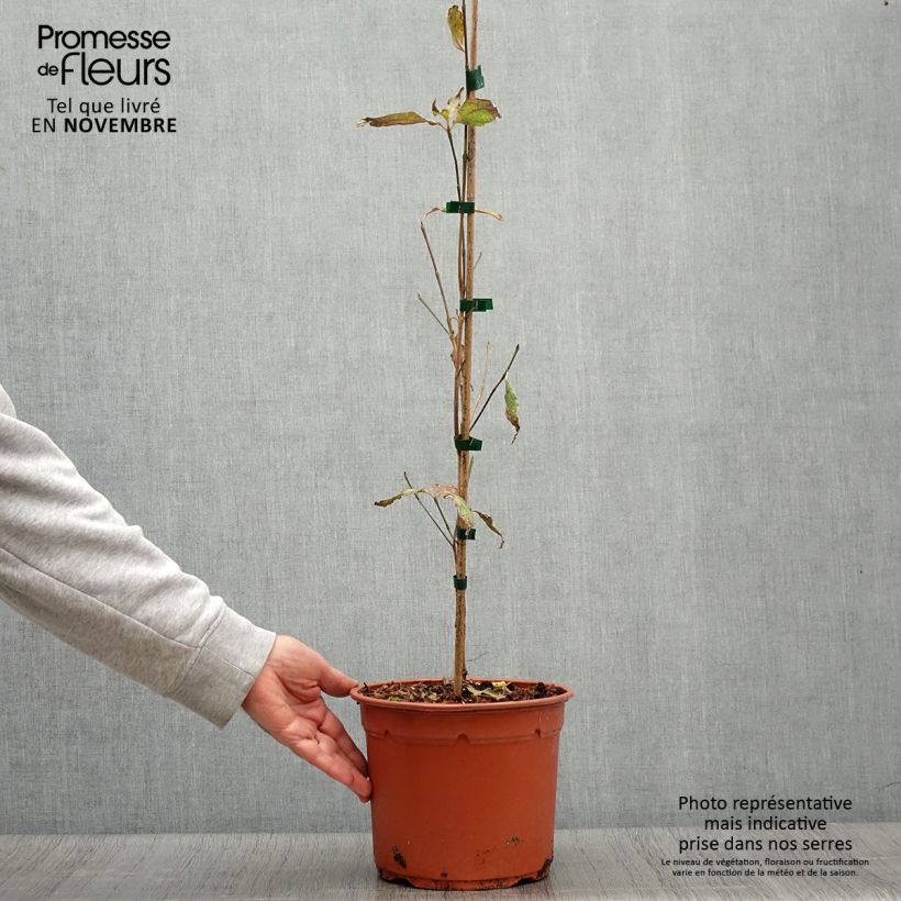 Cornus kousa Pévé Foggy - Flowering Dogwood 4L/5L pot sample as delivered in autumn