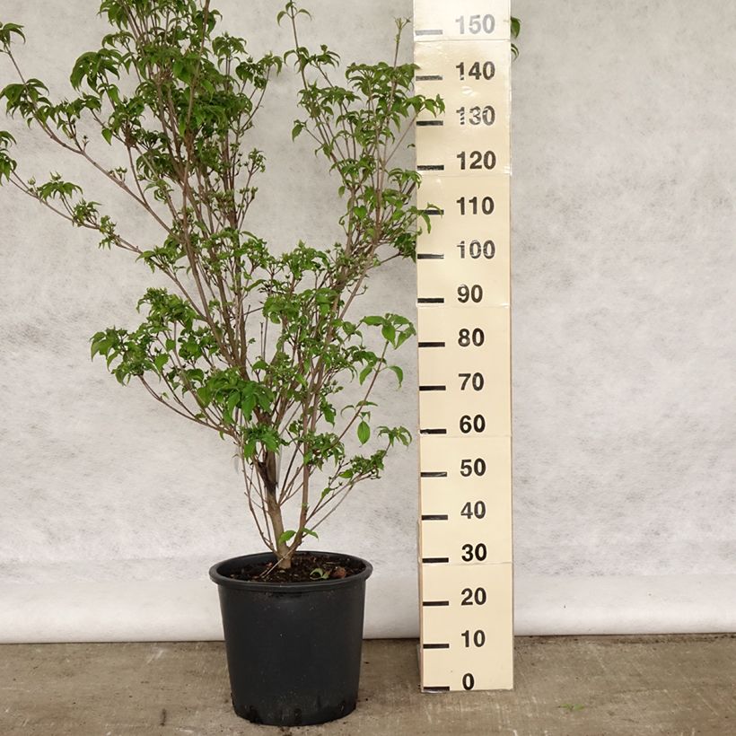 Cornus kousa Roberts Select - Flowering Dogwood 7.5L/10L potShipped height around 80/100cm sample as delivered in spring