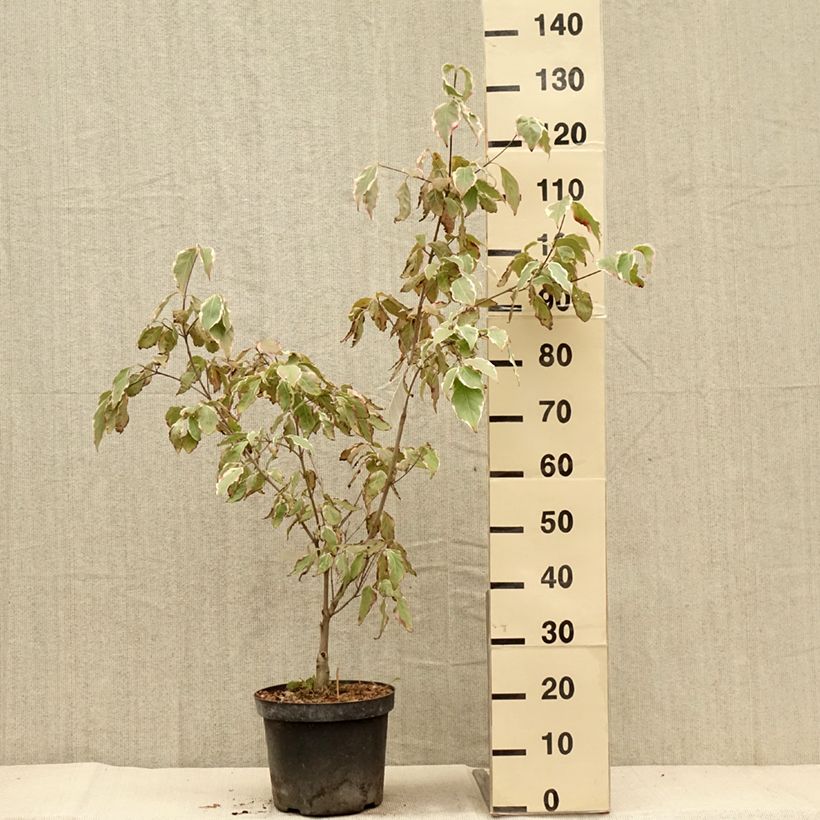Cornus kousa Samaritan - Flowering Dogwood 4L/5L pot sample as delivered in autumn