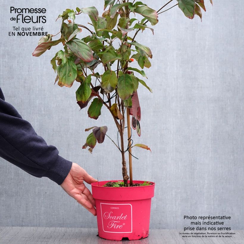 Cornus kousa Scarlet Fire - Flowering Dogwood 4L/5L pot sample as delivered in autumn