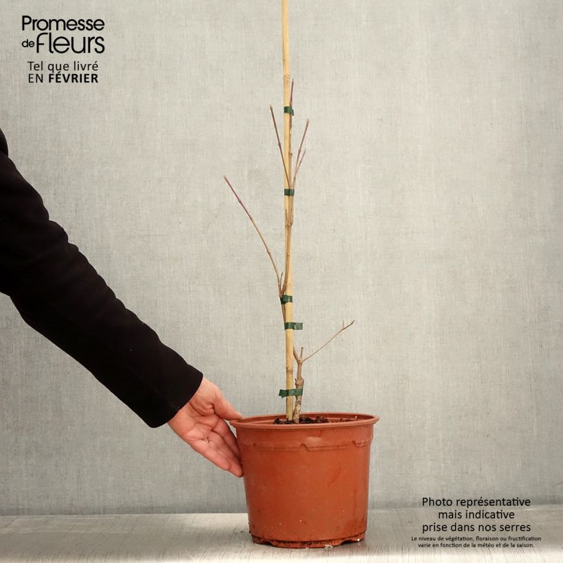 Cornus kousa Shira-yuki - Flowering Dogwood 4L/5L pot sample as delivered in winter