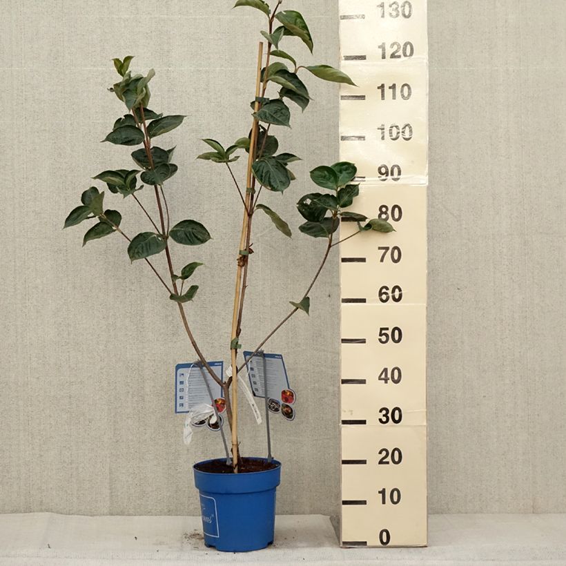 Cornus Venus - Flowering Dogwood 6L/7L pot sample as delivered in autumn