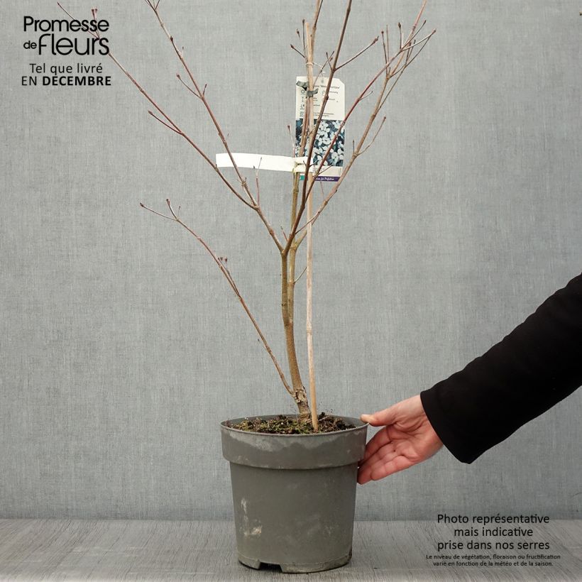 Cornus kousa Weisse Fontaine - Flowering Dogwood 4L/5L pot sample as delivered in autumn
