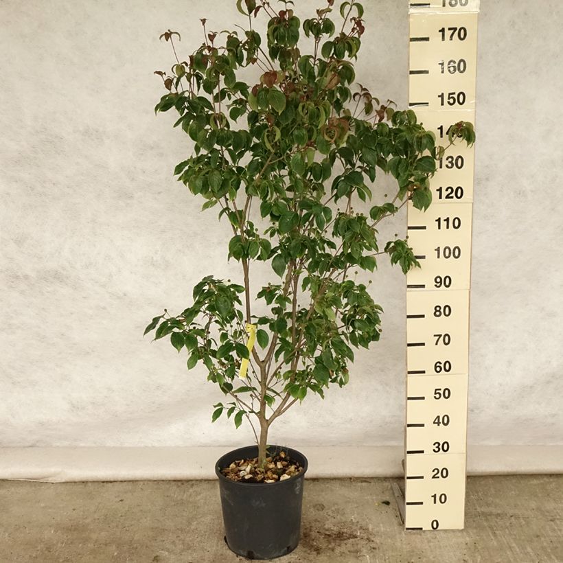 Cornus kousa Wietings Select - Flowering Dogwood 18L/20L pot sample as delivered in summer