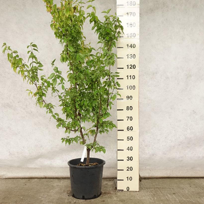 Cornus mas Aurea - European Cornel 20L/25L pot sample as delivered in summer