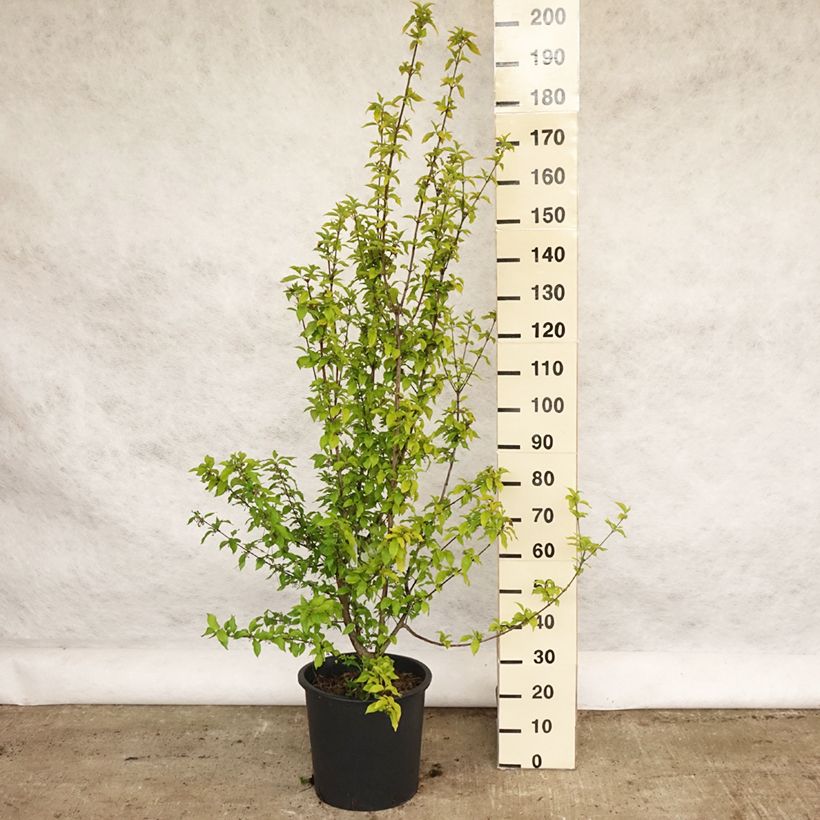Cornus mas Aurea - European Cornel 20L/25L potShipped height around 130/150cm sample as delivered in spring