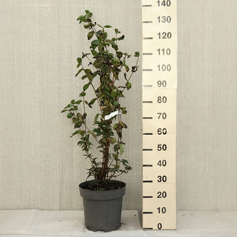 Cornus mas - European Cornel 7.5L/10L pot sample as delivered in autumn