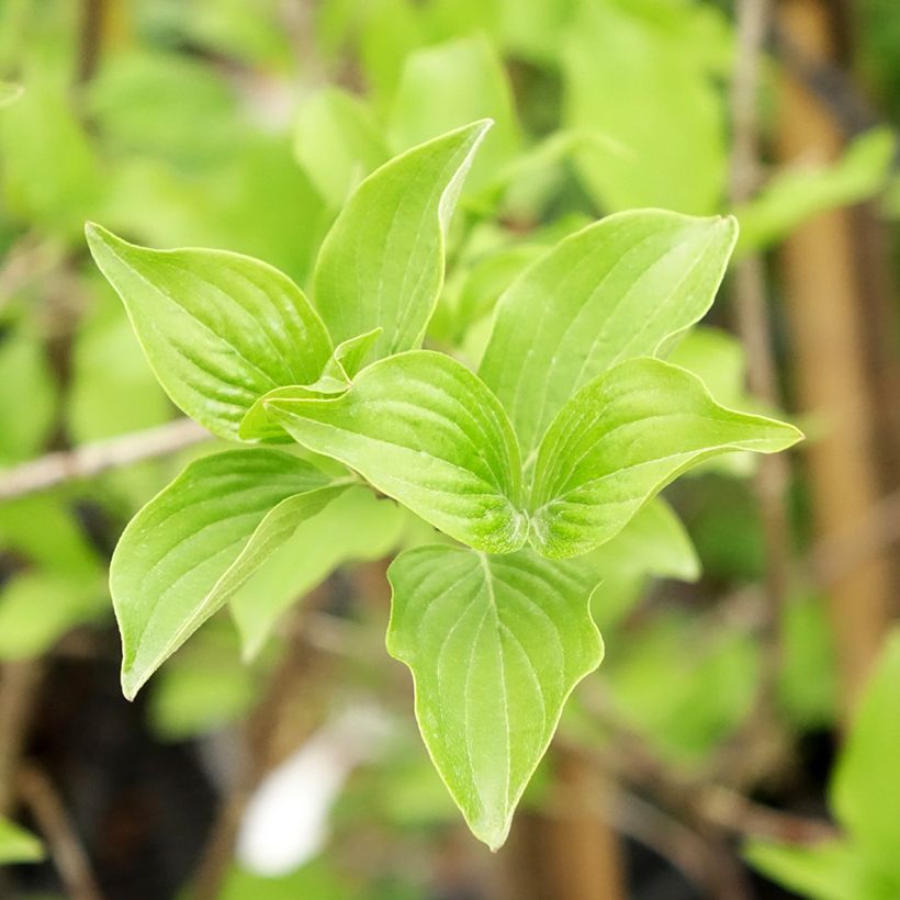 Cornus mas Flava - Cornelian cherry (Foliage)