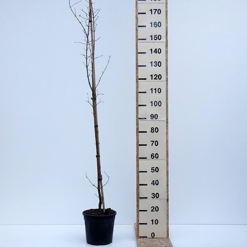 Cornus mas Flava - Cornelian cherry 7.5L/10L potShipped height around 100/120cm sample as delivered in winter
