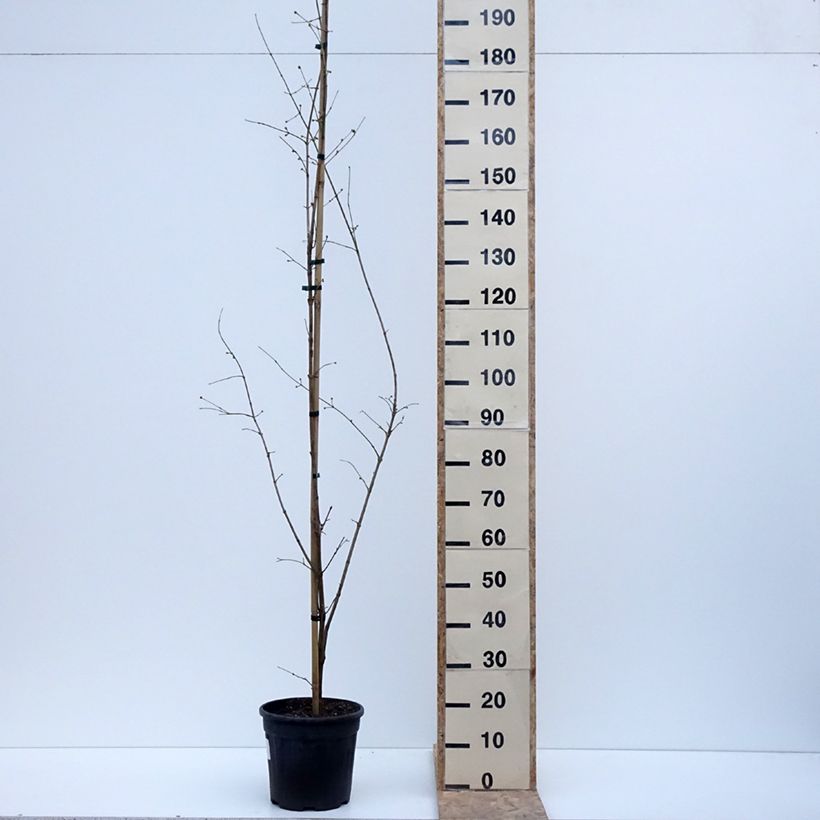 Cornus mas Florianka - European Cornel 7.5L/10L potShipped height around 100/120cm sample as delivered in winter