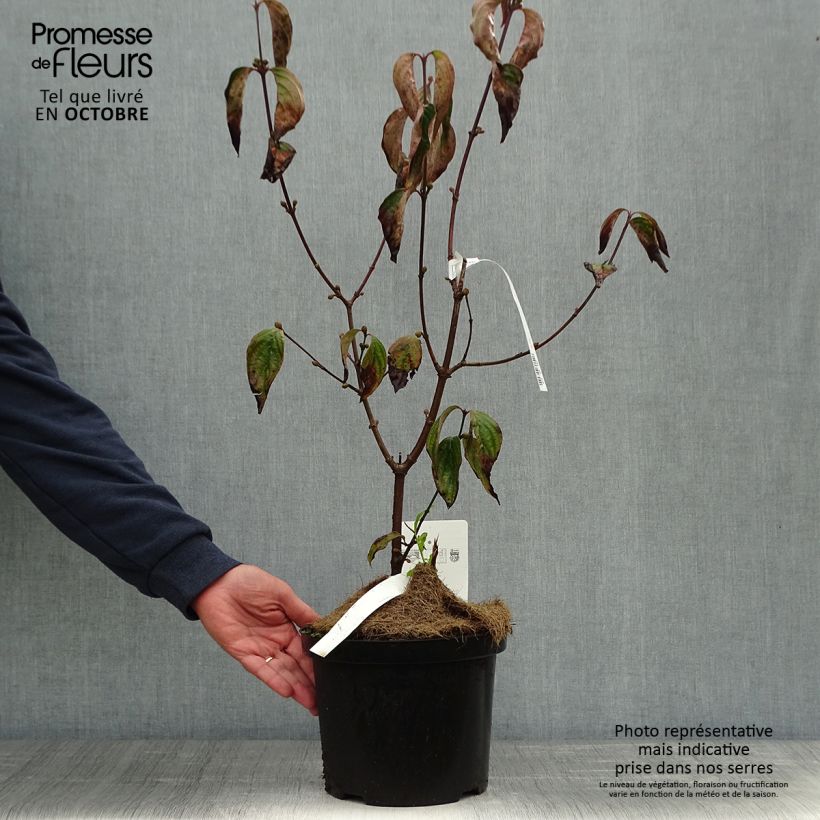 Cornus mas Jolico - European Cornel 3L/4L pot sample as delivered in autumn
