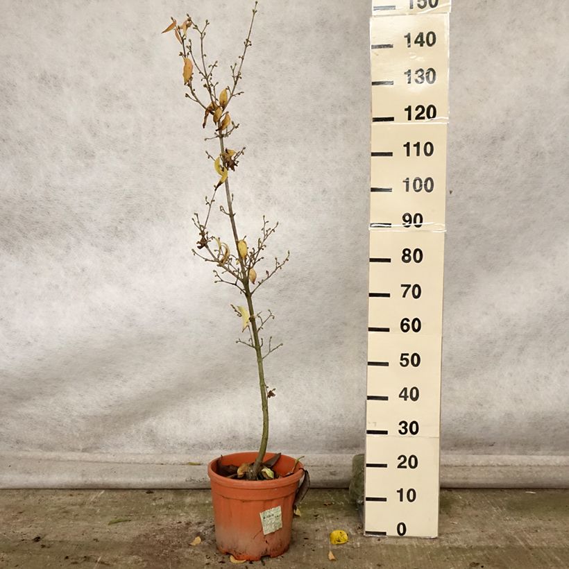Cornus mas Kasanlak - European Cornel 7.5L/10L pot sample as delivered in autumn