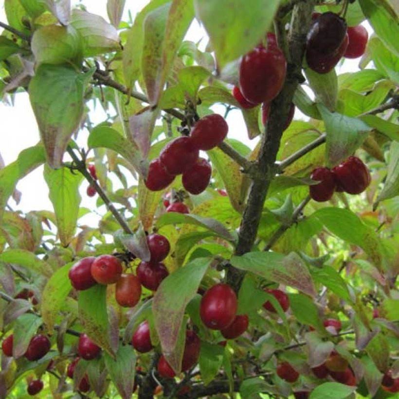 Cornus mas - European Cornel (Harvest)
