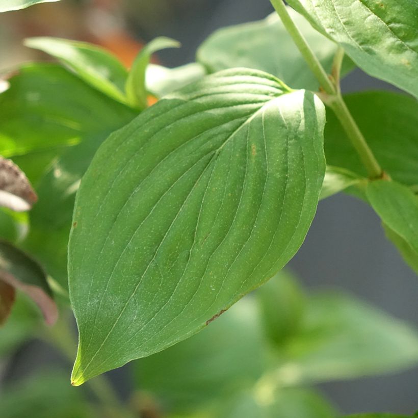 Cornus mas Nikołka - European Cornel (Foliage)