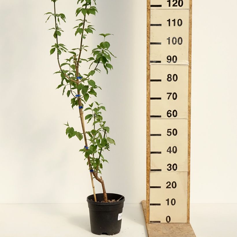 Cornus mas Nikołka - European Cornel 4L/5L potShipped height around 100/120cm sample as delivered in spring
