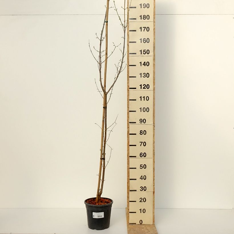 Cornus mas Pancharevo - European Cornel 7.5L/10L potShipped height around 100/120cm sample as delivered in winter