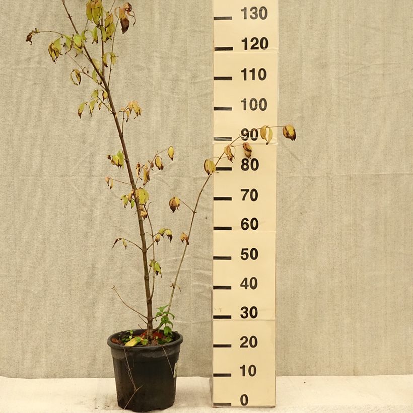 Cornus mas Schönbrunner Gourmet Dirndl - European Cornel 7.5L/10L pot sample as delivered in autumn
