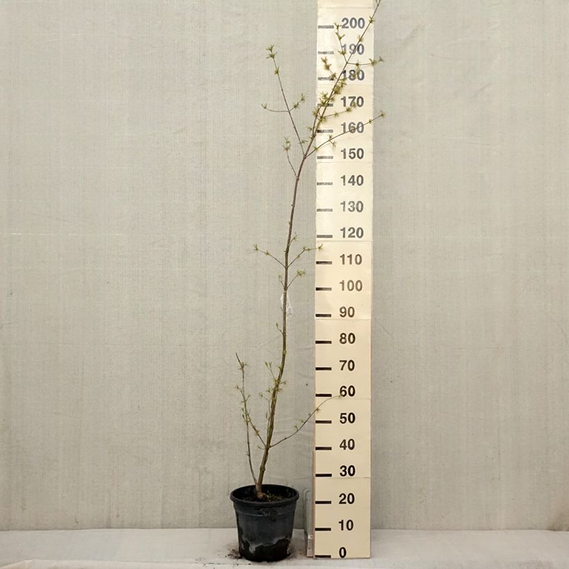 Cornus mas Schönbrunner Gourmet Dirndl - European Cornel 7.5L/10L potShipped height around 80/100cm sample as delivered in spring