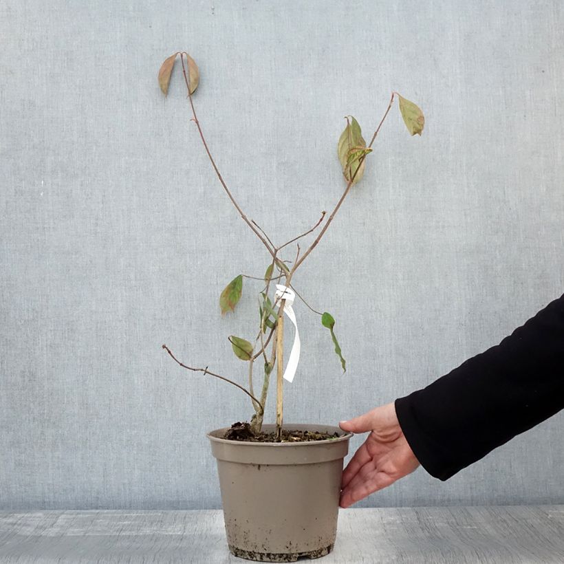 Cornus Norman Hadden - Flowering Dogwood 4L/5L potShipped height around 40/60cm sample as delivered in autumn