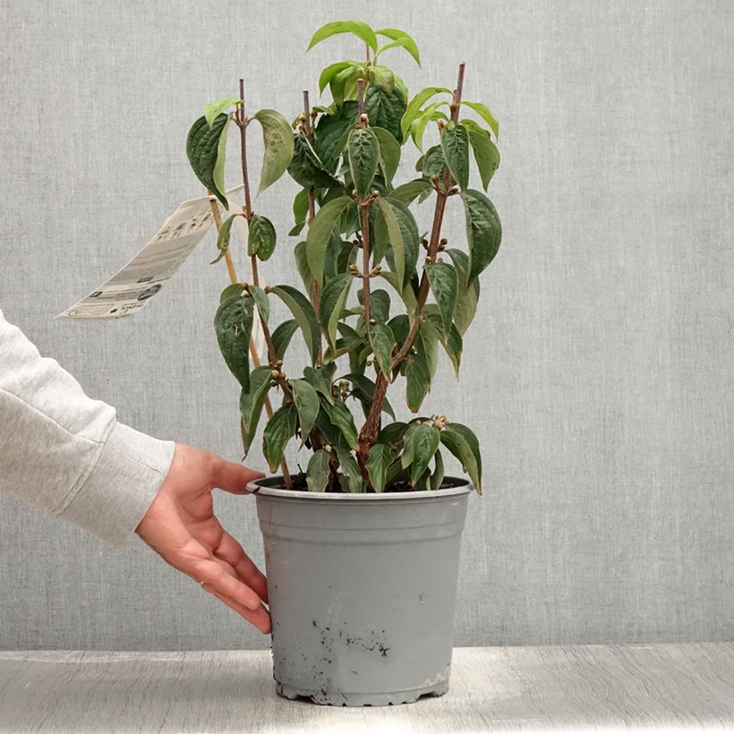Cornus officinalis - Japanese Cornelian Cherry 3L/4L potShipped height around 40/50cm sample as delivered in summer
