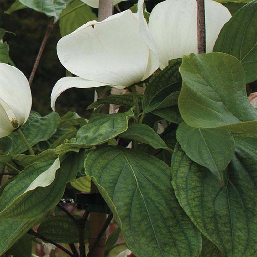 Cornus Venus - Flowering Dogwood (Foliage)