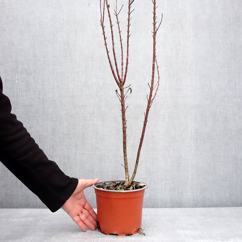 Cornus sanguinea Compressa - Common Dogwood 3L/4L pot sample as delivered in winter