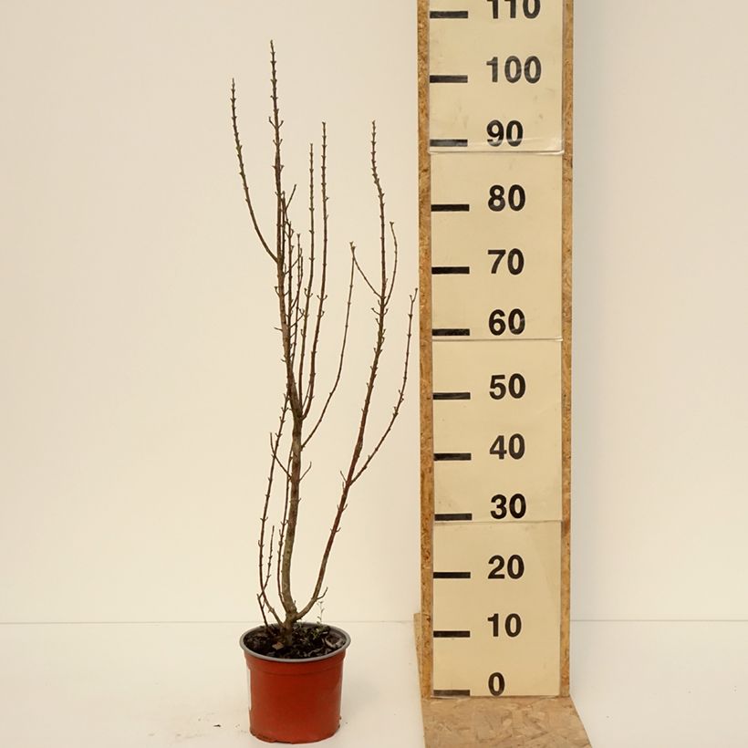 Cornus sanguinea Compressa - Common Dogwood 3L/4L potShipped height around 40/60cm sample as delivered in spring