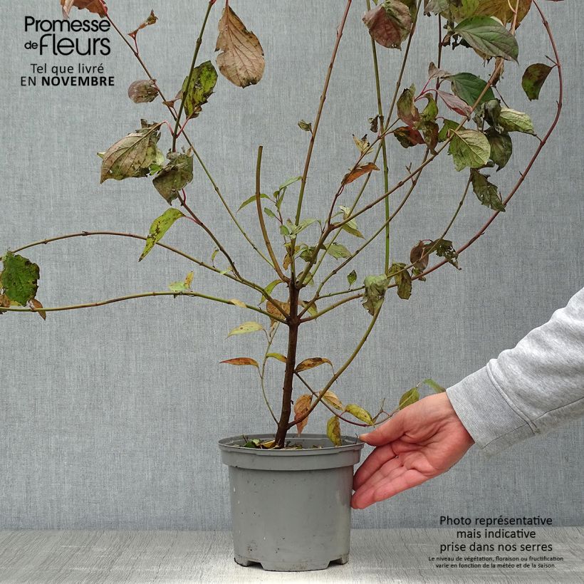 Common Dogwood - Cornus sanguinea 2L/3L pot sample as delivered in autumn