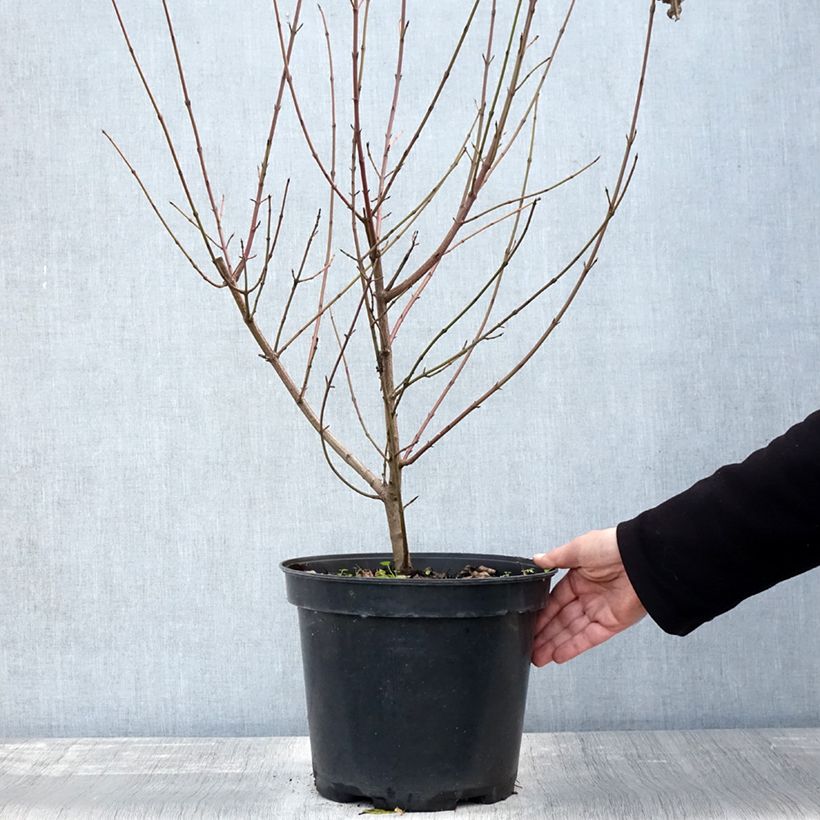 Common Dogwood - Cornus sanguinea 7.5L/10L pot sample as delivered in autumn