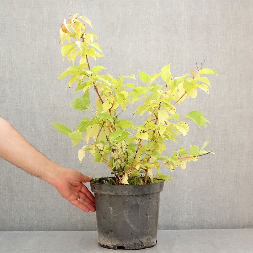 Cornus sanguinea Magic Flame - Common Dogwood 7.5L/10L pot sample as delivered in summer