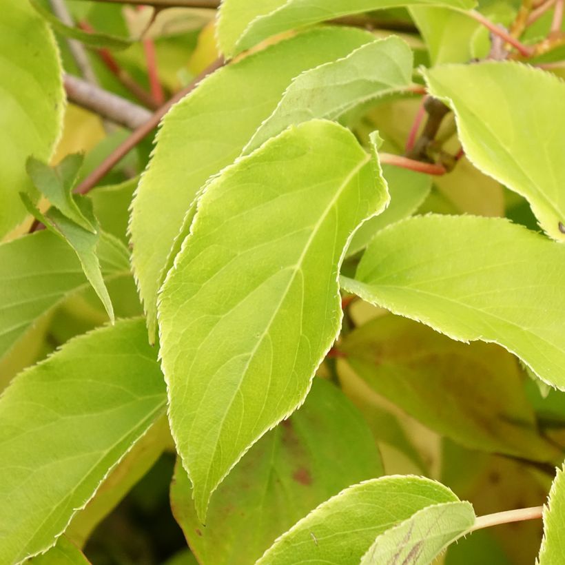 Cornus sanguinea Magic Flame - Common Dogwood (Foliage)