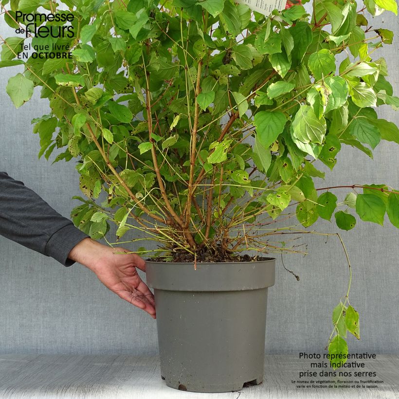 Cornus sanguinea Midwinter Fire - Common Dogwood 6L/7L pot sample as delivered in autumn