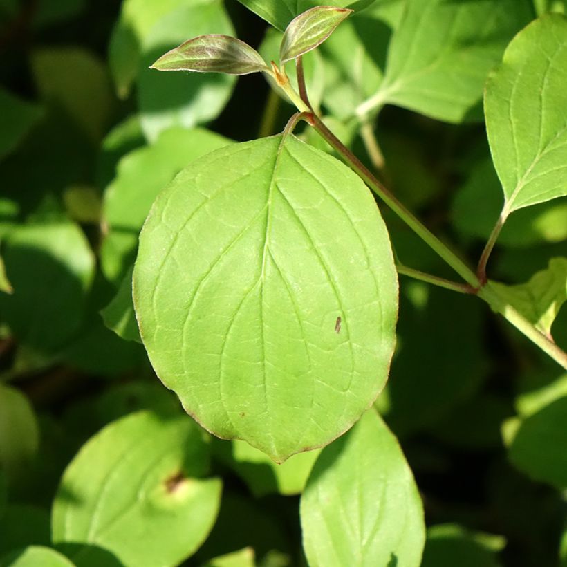 Cornus sanguinea Midwinter Fire - Common Dogwood (Foliage)