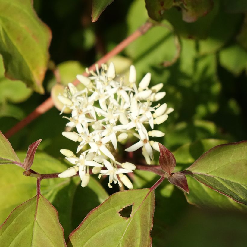 Cornus sanguinea Midwinter Fire - Common Dogwood (Flowering)