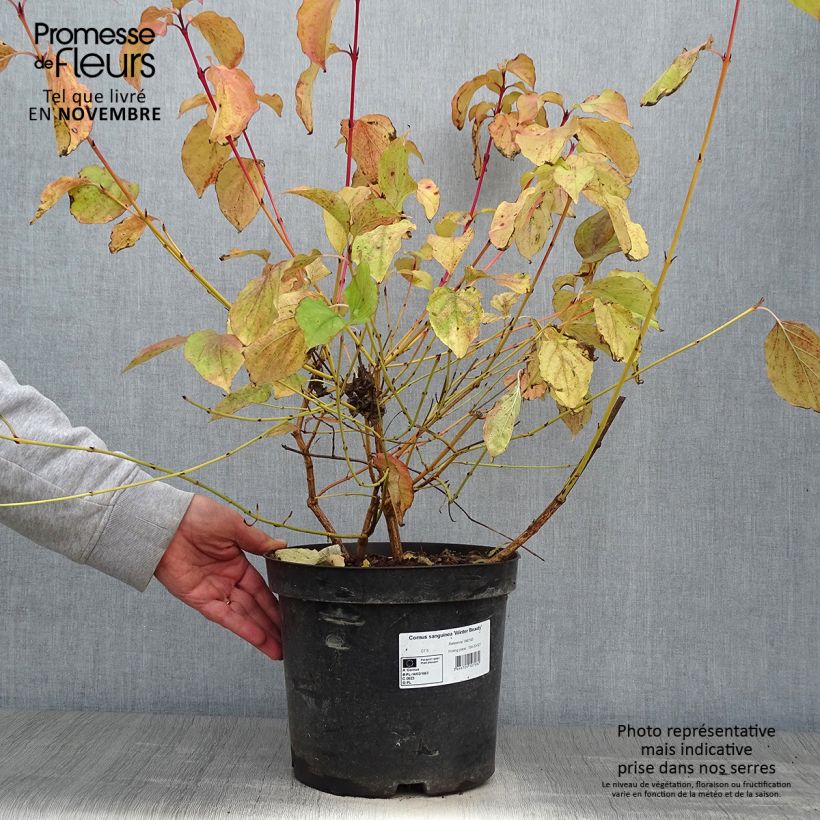 Cornus sanguinea Winter Beauty - Common Dogwood 7.5L/10L pot sample as delivered in autumn