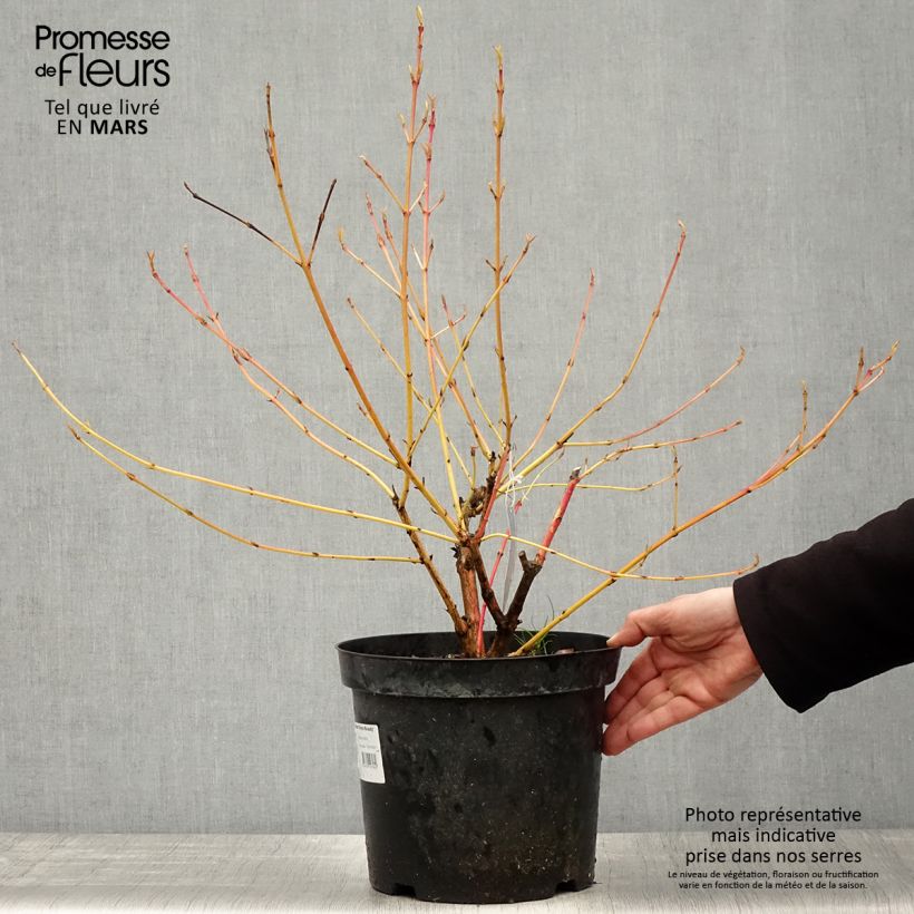Cornus sanguinea Winter Beauty - Common Dogwood sample as delivered in spring