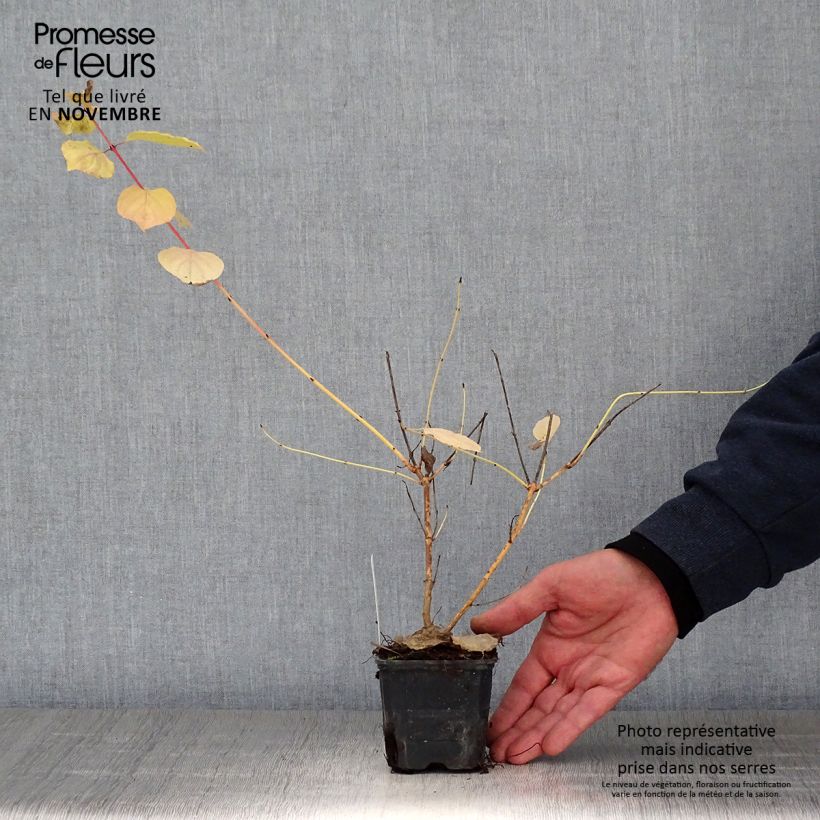 Cornus sanguinea Winter Beauty - Common Dogwood 8/9 cm pot sample as delivered in autumn